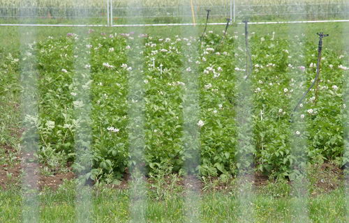 Close up of GM crop. Note the potato flowers